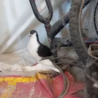 کفتر ۳ تا نر قلدور