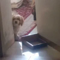 گمشده مژدگانی به یابنده