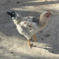 خروس محلی|حیوانات مزرعه|محمدشهر, ولدآباد|دیوار