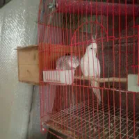 جفت مولد عروس هلندی|پرنده|خرم‌آباد (تنکابن), |دیوار