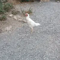 خروس لاری|حیوانات مزرعه|مشهد, وکیل‌آباد|دیوار