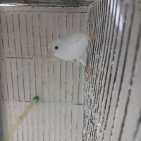 جوجه قناری نر|پرنده|رشت, شالکو|دیوار