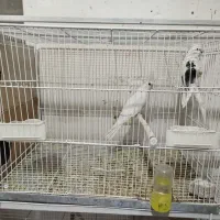 عروس|پرنده|خوسف, |دیوار