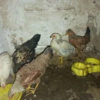 مرغ