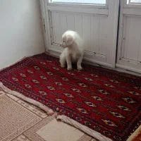 پاکوتا|سگ|صوفیان, |دیوار