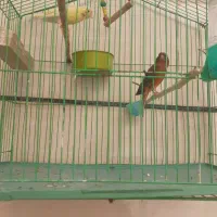 فروش۱۸عددقناری و۵عددسیره درکورش