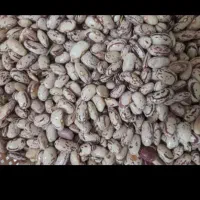 لوبیا چیتی تازه