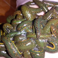 زالو زالو طبی با گیرایی بالا فروش زالو زالو درمانی|خزنده|شیراز, پانصد دستگاه ارتش|دیوار