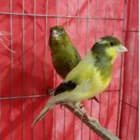 پرنده ی قهوه ای چشم زرد