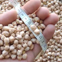 نخود سفید|خوردنی و آشامیدنی|شیرین‌سو, |دیوار