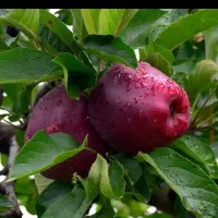 نهالهای سالم و پربار ازنهالستان دارای لیبل معتبر|خدمات باغبانی و درختکاری|محمدشهر, محمدشهر|دیوار