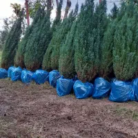 الودی ۳ساله