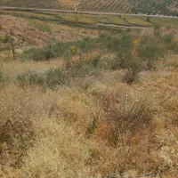 زمین با آب سد ایدغموش که امسال کاشته شده|فروش زمین و ملک کلنگی|میانه, |دیوار