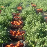 ۱۱هکتار زمین آبی جهت اجاره