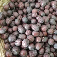 خیدار عناب حبه ای