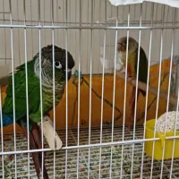 گرینچیک جفت