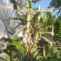 تعدادی پیاز درخت موز