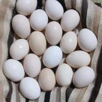 نان تیری و تخم مرغ