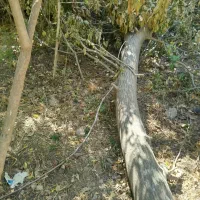 فروش چوب درخت|خدمات باغبانی و درختکاری|دزپارت, |دیوار