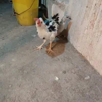 خروس و فریح گلین لری