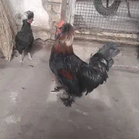 یک جفت مرغ و خروس سلطان