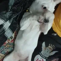 ماده سگ اشنیپز