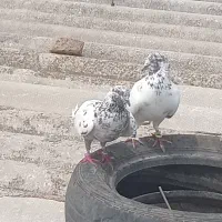 کبوتر پرشی