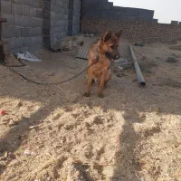 سگ ژرمن|سگ|شریف‌آباد, |دیوار