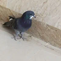 کبوتر پرشی|پرنده|ایرانشهر, |دیوار