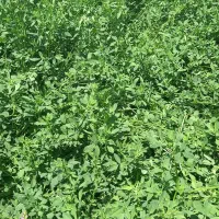 فروش یونجه خرمن کوب درجه یک