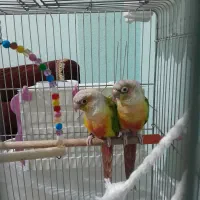 گرینچک مولد