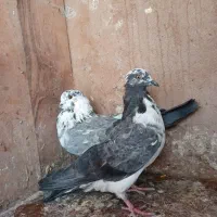 کبوتر معلقی.قره کاشانی بالا رو|پرنده|بم, |دیوار
