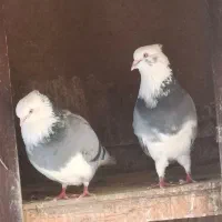 کفتر پرشی خوش خال