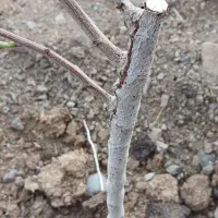 پیوند درخت پسته، فروش نهال پسته