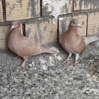 کرمونی عالی|پرنده|قائن, |دیوار