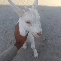 بزسانن