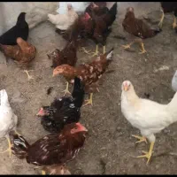 جوجه محلی