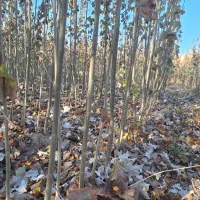 کبوده شیرازی