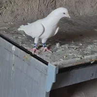 جفت سفید|پرنده|ایرانشهر, |دیوار