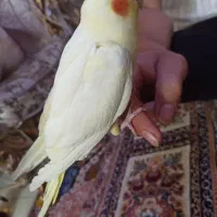 عروس چشم شرابی تازه دونخور|پرنده|تهران, اتابک|دیوار