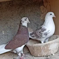 کفتر فروشی اطراف رباط کریم|پرنده|رباط‌کریم, حصار مهتر|دیوار