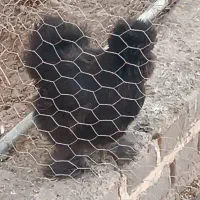 سیاه مرغ