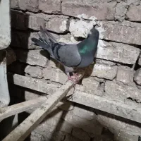 زیباشهر