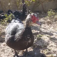 اردک روسی|حیوانات مزرعه|شیراز, کفترک|دیوار