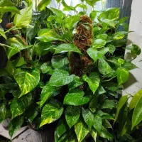 گل و گیاه مهران تخفیف ویژه روز مادر|گل و گیاه طبیعی|بیرجند, |دیوار