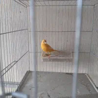 قناری رد فاکتور|پرنده|مبارکه, |دیوار