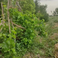 باغچه اسلامشهر