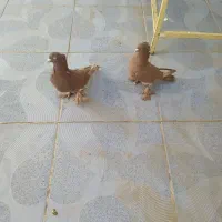 جفت رواعب معاوضه یا فروش