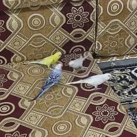 مرغ عشق