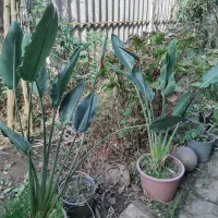 گل زیبا و آپارتمانی استرلیتزیا یا پرنده بهشتی|گل و گیاه طبیعی|لاهیجان, لیالستان|دیوار